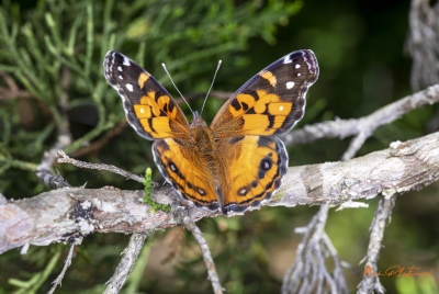 American Lady Butterfly April 2020
